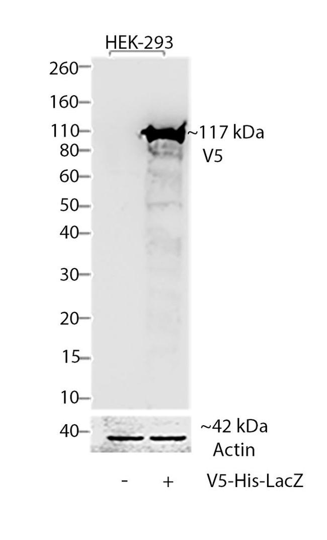 V5 Tag Antibody in Western Blot (WB)