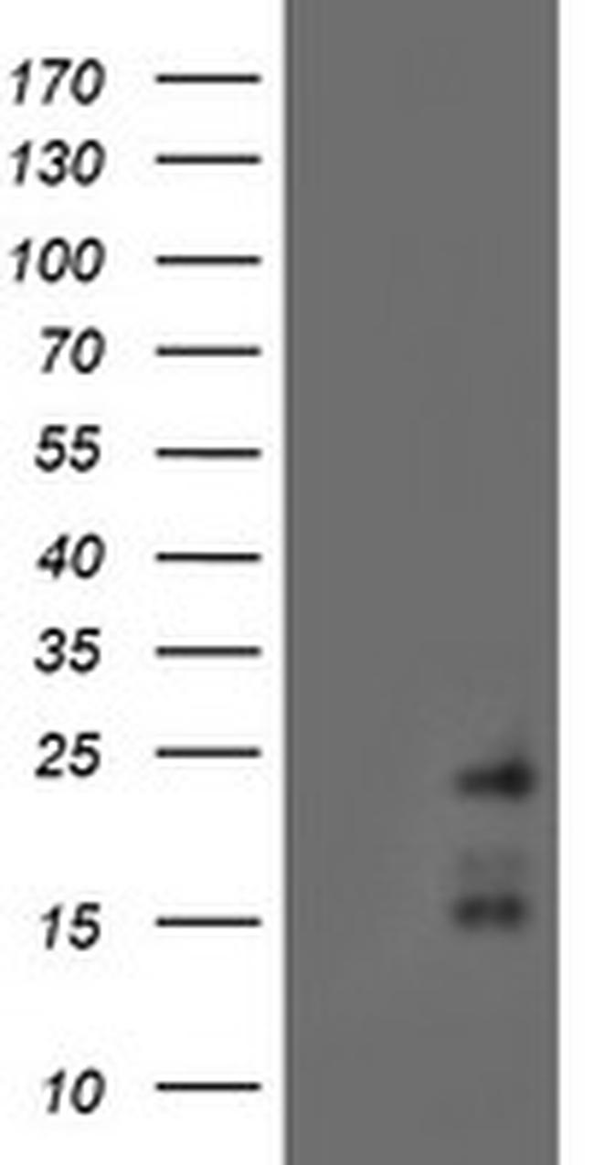 RAMP2 Antibody in Western Blot (WB)