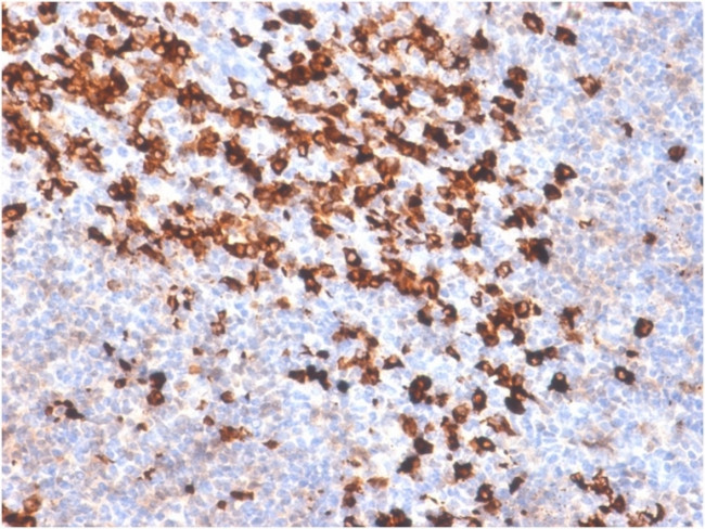 Biotin (Vitamin B7 or Vitamin H) Antibody in Immunohistochemistry (Paraffin) (IHC (P))