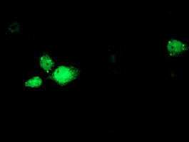 RBM46 Antibody in Immunocytochemistry (ICC/IF)