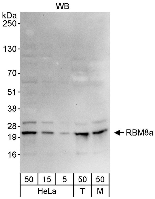 RBM8a Antibody in Western Blot (WB)