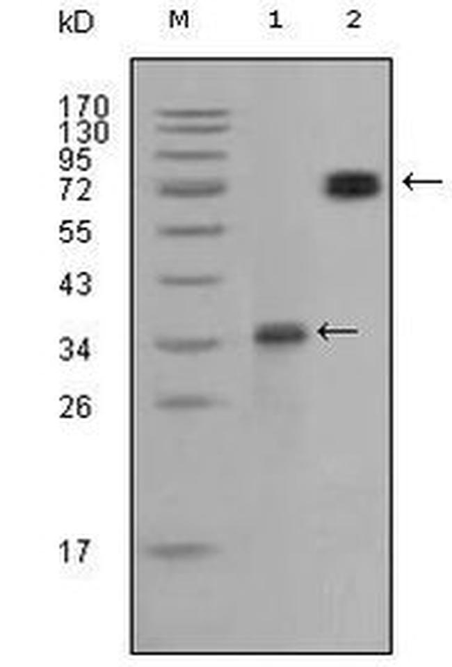 RET Antibody in Western Blot (WB)