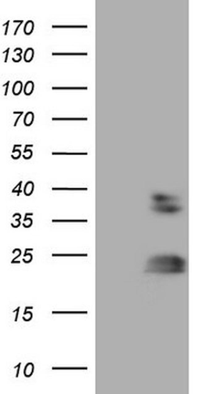 RHOC Antibody in Western Blot (WB)