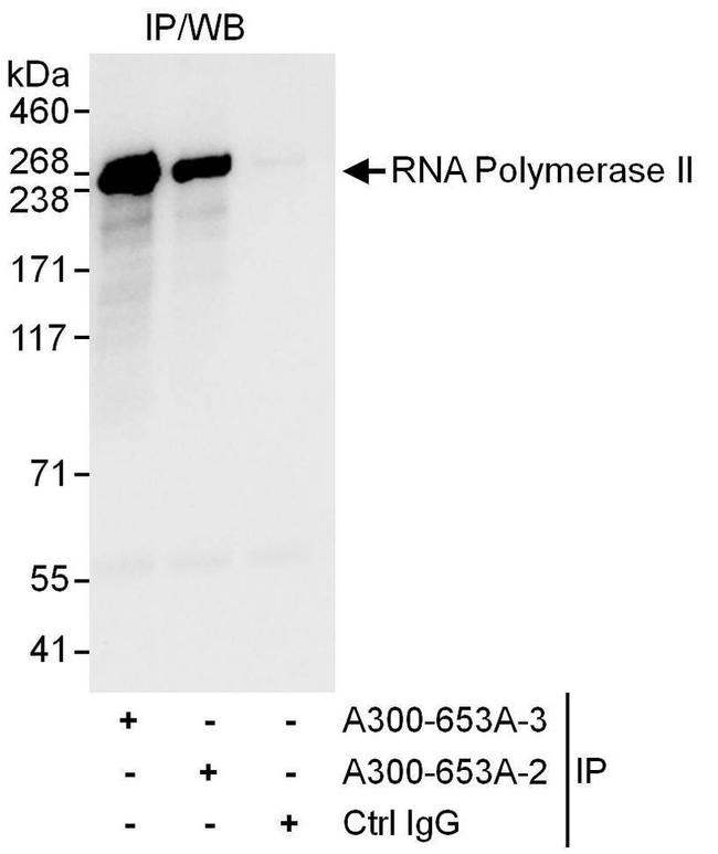 RNA Polymerase II Antibody in Western Blot (WB)