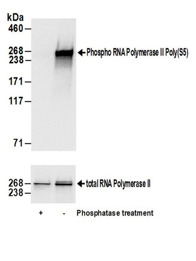 Phospho-RNA Polymerase II (Ser5) Antibody in Western Blot (WB)