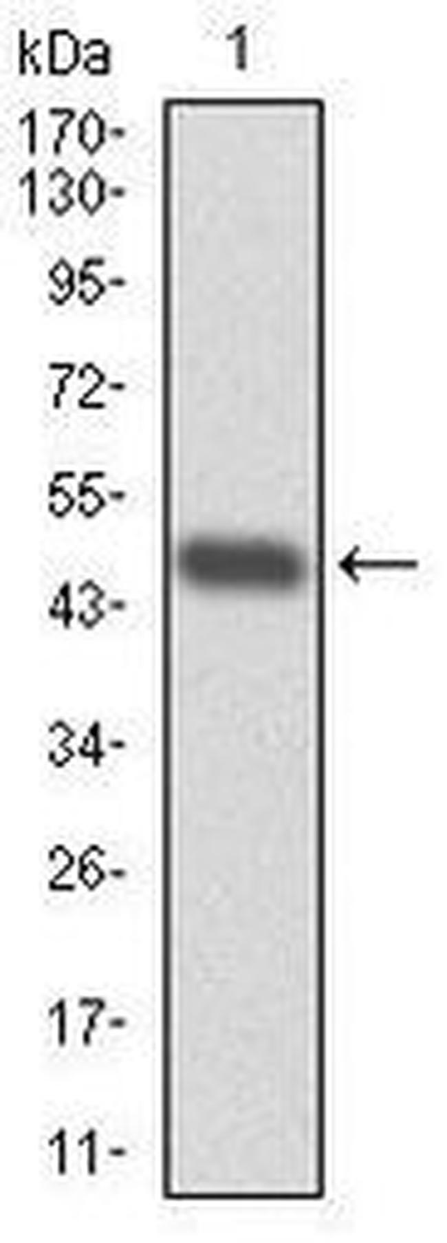 RPA70 Antibody in Western Blot (WB)