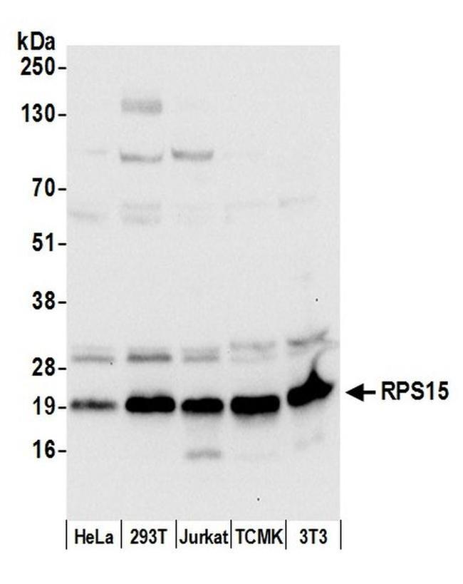 RPS15/Ribosomal Protein S15 Antibody in Western Blot (WB)
