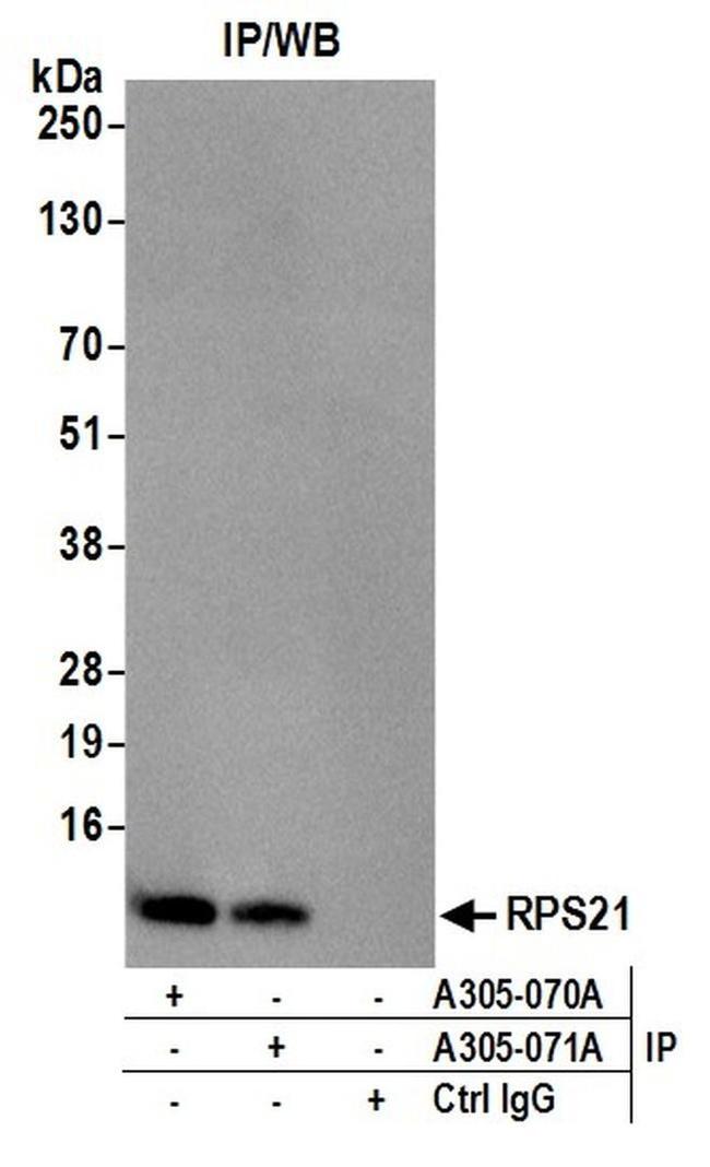 RPS21/Ribosomal Protein S21 Antibody in Western Blot (WB)