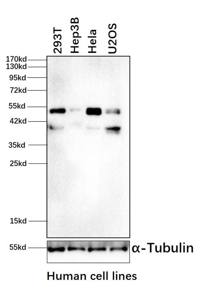 RRAGC Antibody in Western Blot (WB)