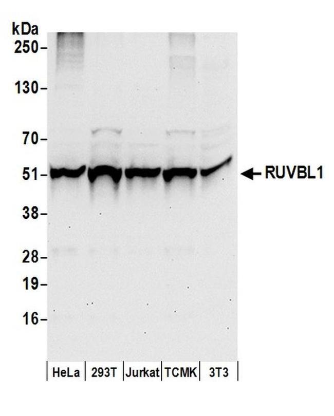 RUVBL1 Antibody in Western Blot (WB)