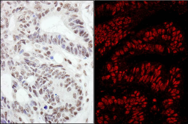 RanBP3 Antibody in Immunohistochemistry (IHC)