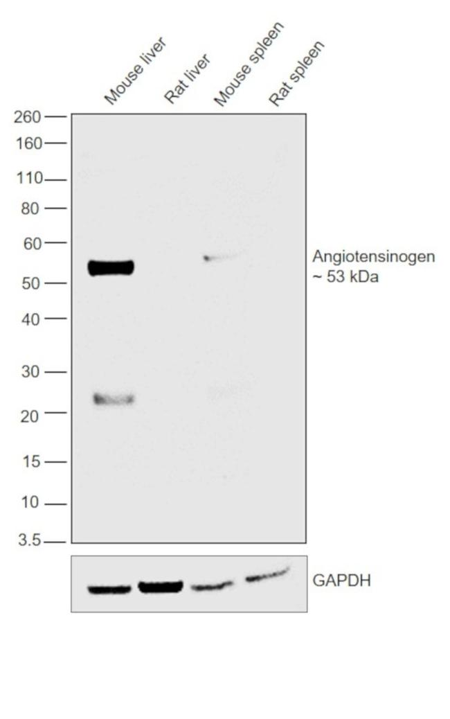 Rat IgG (H+L) Secondary Antibody in Western Blot (WB)