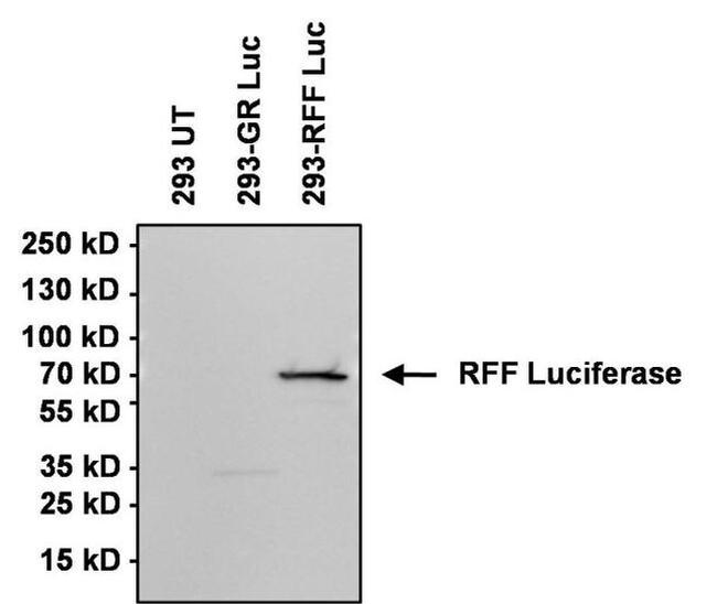 Red Firefly Luciferase Antibody in Western Blot (WB)