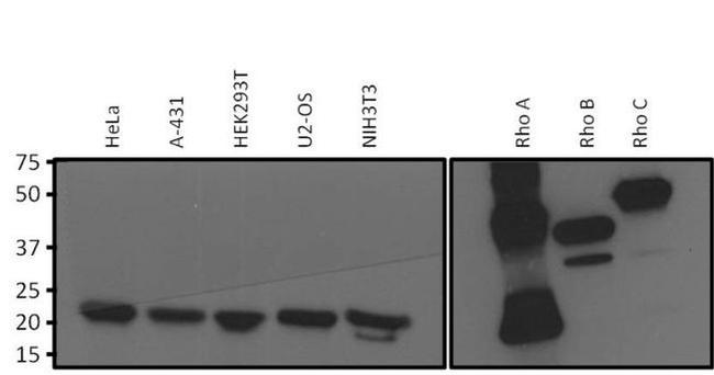 RhoA/RhoB/RhoC Antibody in Western Blot (WB)