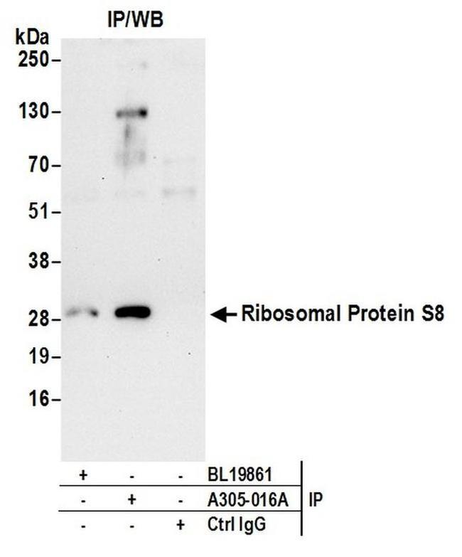 Ribosomal Protein S8/RPS8 Antibody in Western Blot (WB)