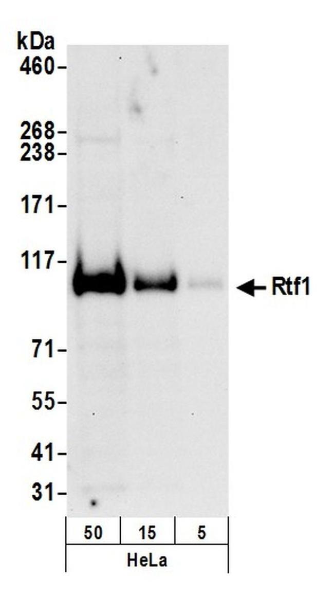 Rtf1 Antibody in Western Blot (WB)