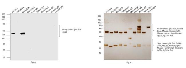 Rat IgG2b Secondary Antibody in Western Blot (WB)
