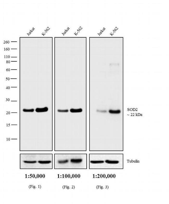 Mouse IgG (H+L) Secondary Antibody in Western Blot (WB)