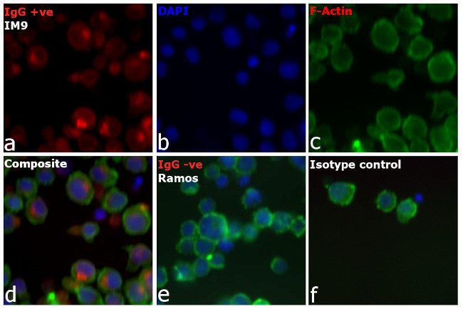 Human IgG (H+L) Cross-Adsorbed Secondary Antibody in Immunocytochemistry (ICC/IF)