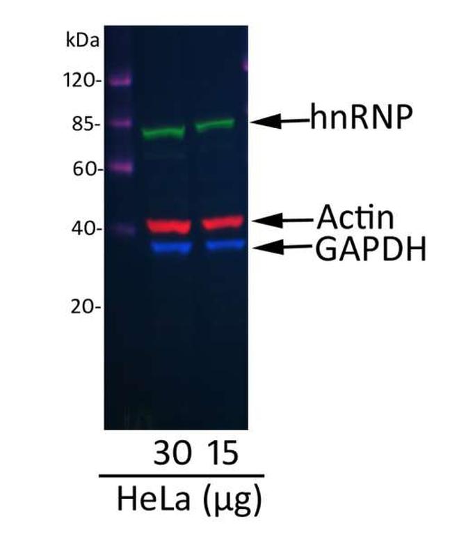 Mouse IgG (H+L) Cross-Adsorbed Secondary Antibody in Western Blot (WB)