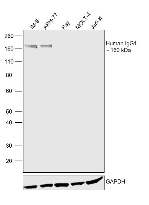 Human IgG1 Secondary Antibody in Western Blot (WB)