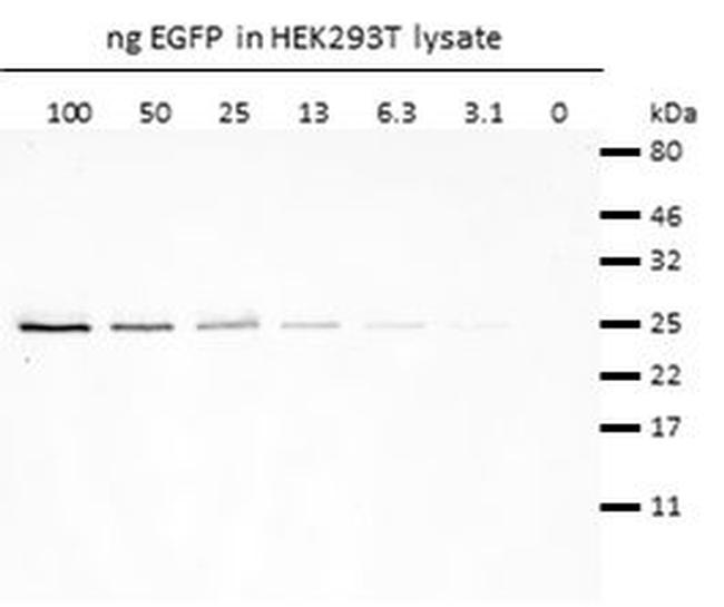 Rabbit IgG Nano (VHH) Secondary Antibody in Western Blot (WB)