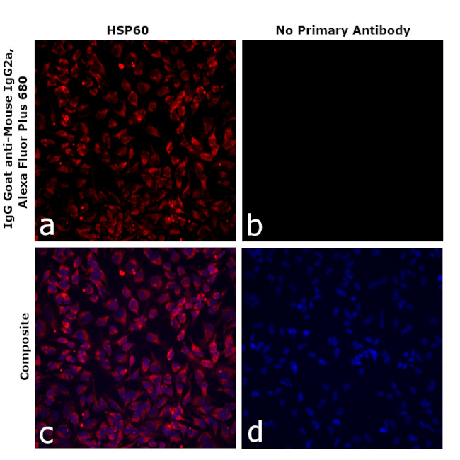 Mouse IgG2a Secondary Antibody in Immunocytochemistry (ICC/IF)