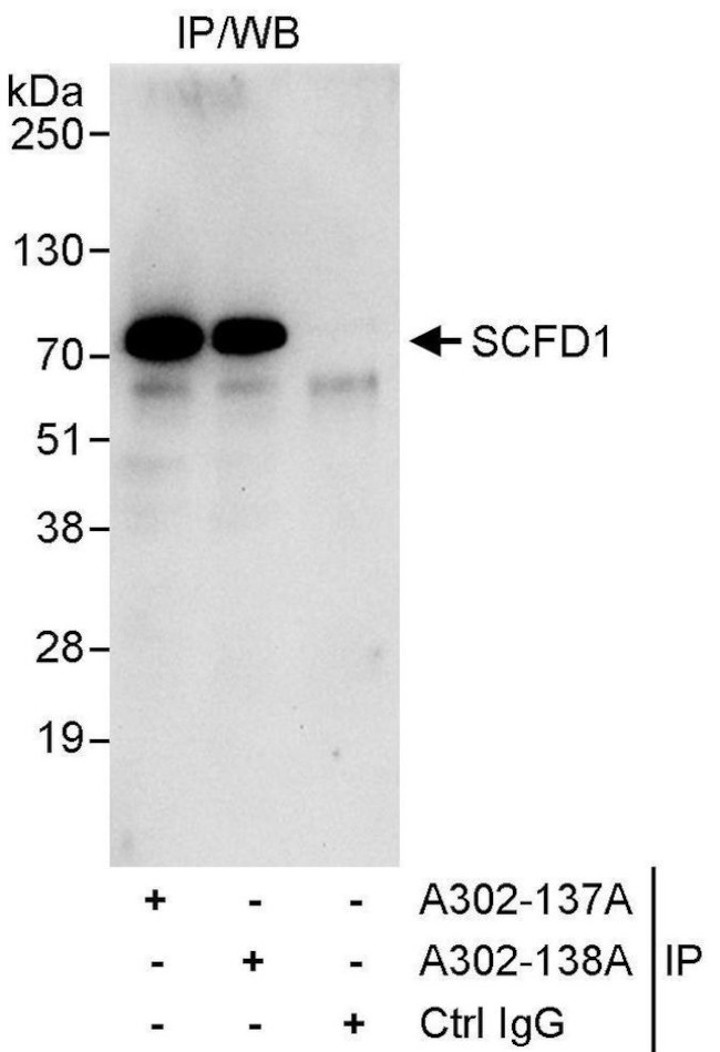 SCFD1 Antibody in Immunoprecipitation (IP)
