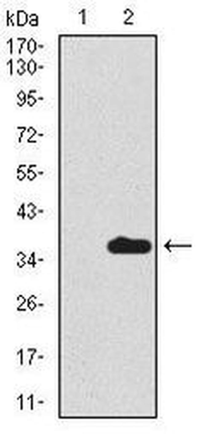 Uteroglobin Antibody in Western Blot (WB)