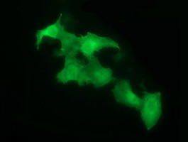 SDSL Antibody in Immunocytochemistry (ICC/IF)