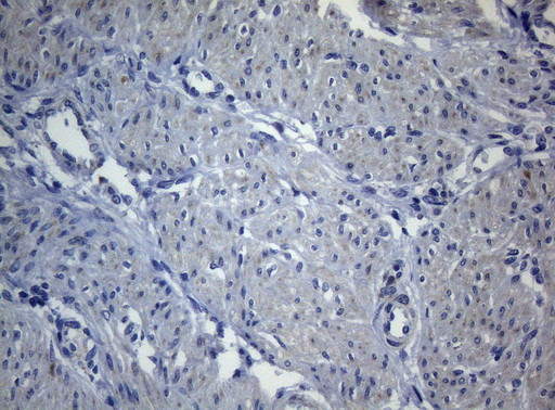 SEC14L1 Antibody in Immunohistochemistry (Paraffin) (IHC (P))