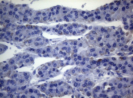 SEC14L1 Antibody in Immunohistochemistry (Paraffin) (IHC (P))