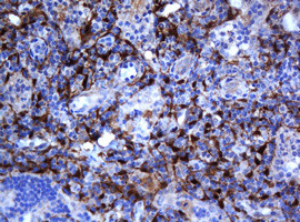 SELENBP1 Antibody in Immunohistochemistry (Paraffin) (IHC (P))