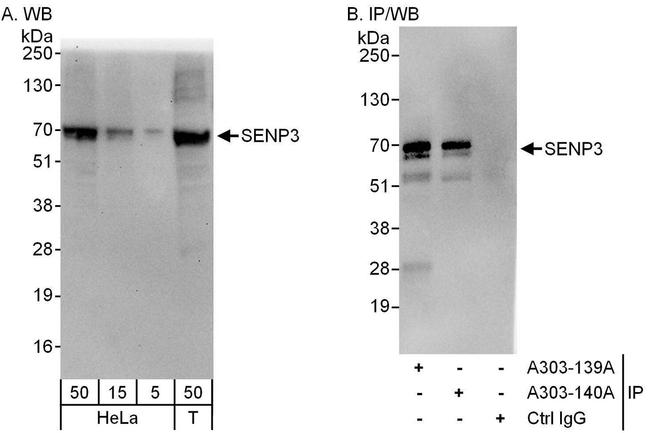 SENP3 Antibody in Western Blot (WB)