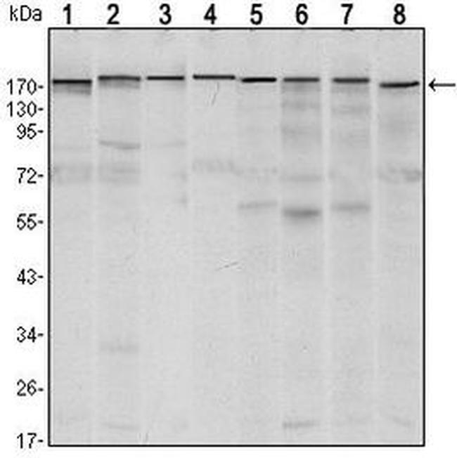 SETDB1 Antibody in Western Blot (WB)