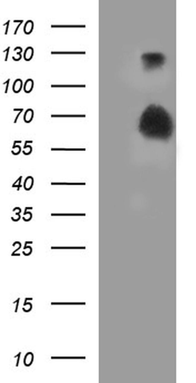 SIRPA Antibody in Western Blot (WB)