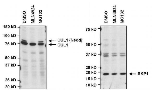 SKP1 Antibody in Western Blot (WB)