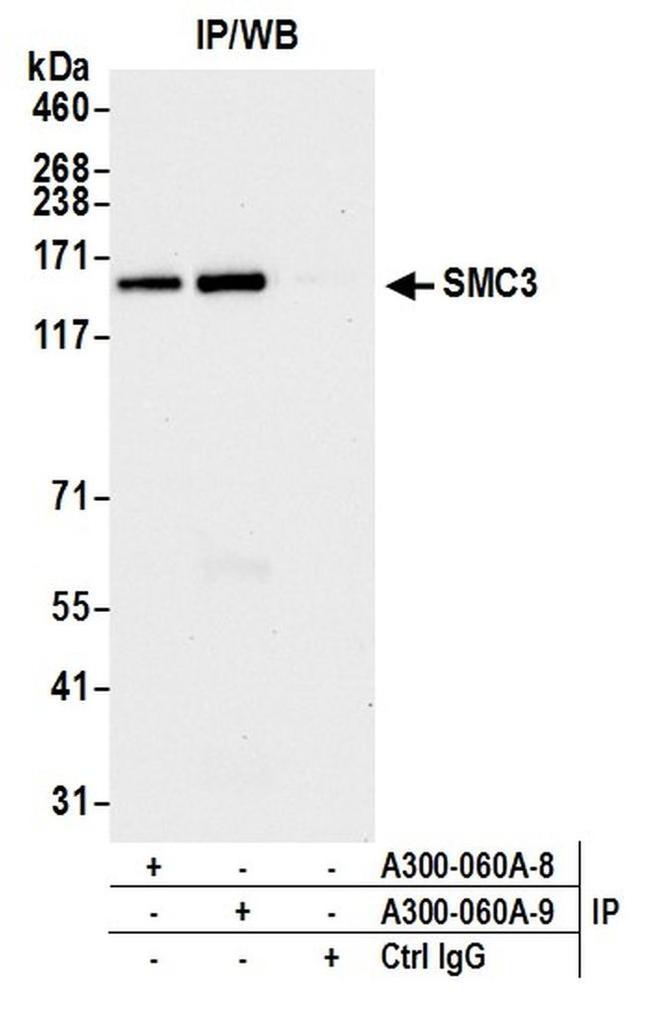 SMC3 Antibody in Western Blot (WB)