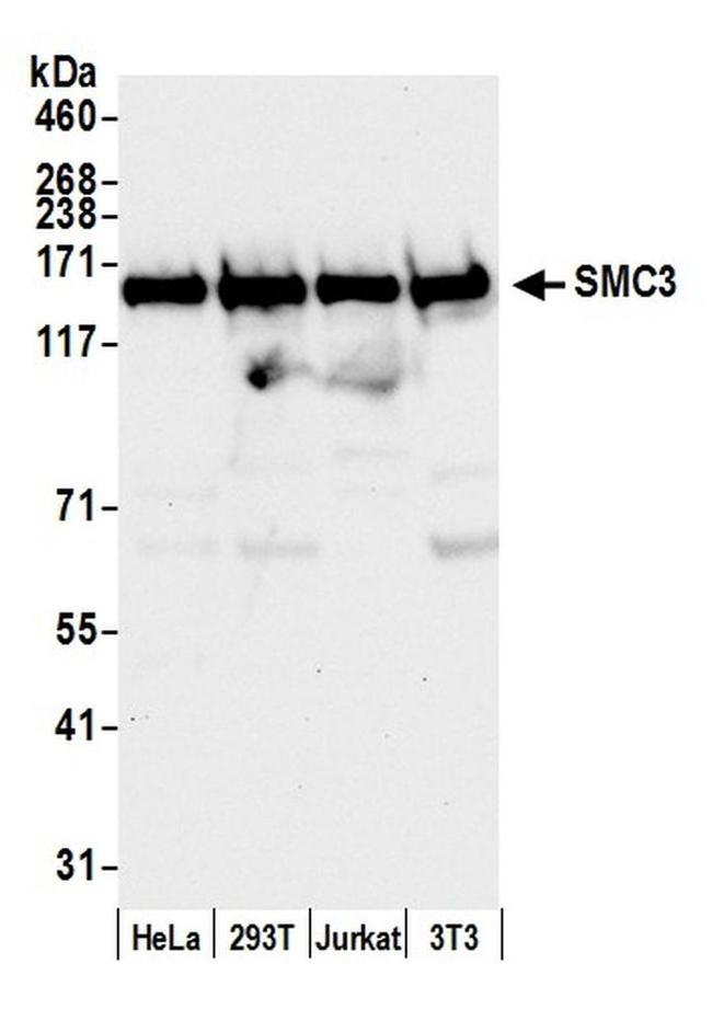 SMC3 Antibody in Western Blot (WB)