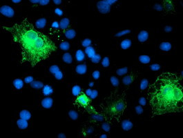 SPINT1 Antibody in Immunocytochemistry (ICC/IF)