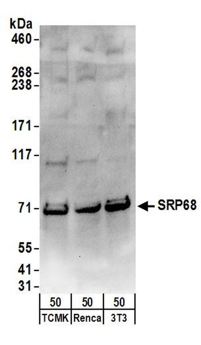 SRP68 Antibody in Western Blot (WB)