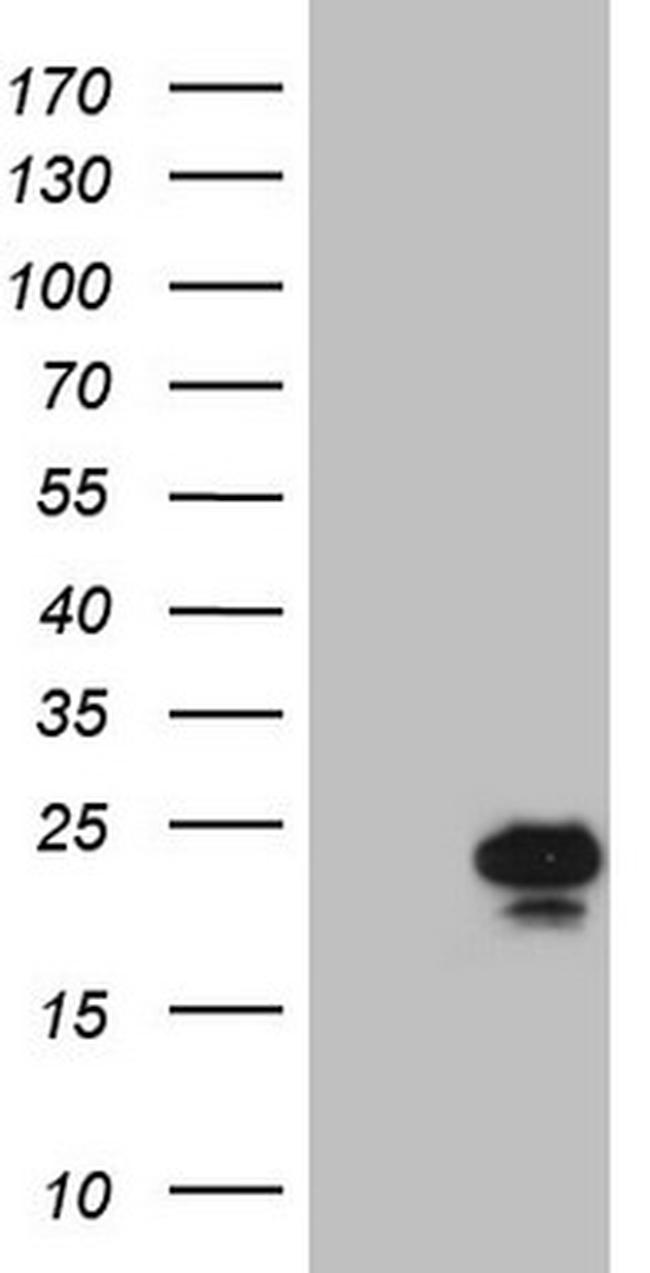 SYNC Antibody in Western Blot (WB)