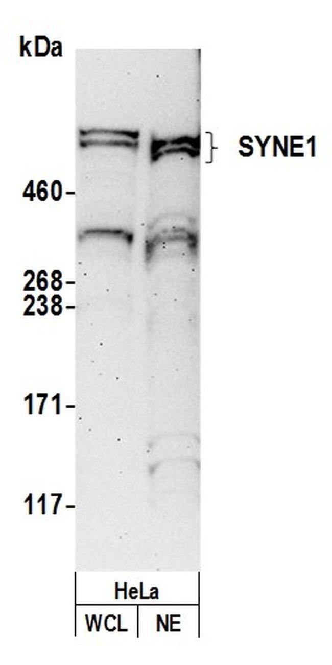 SYNE1/CPG2/Nesprin 1 Antibody in Western Blot (WB)