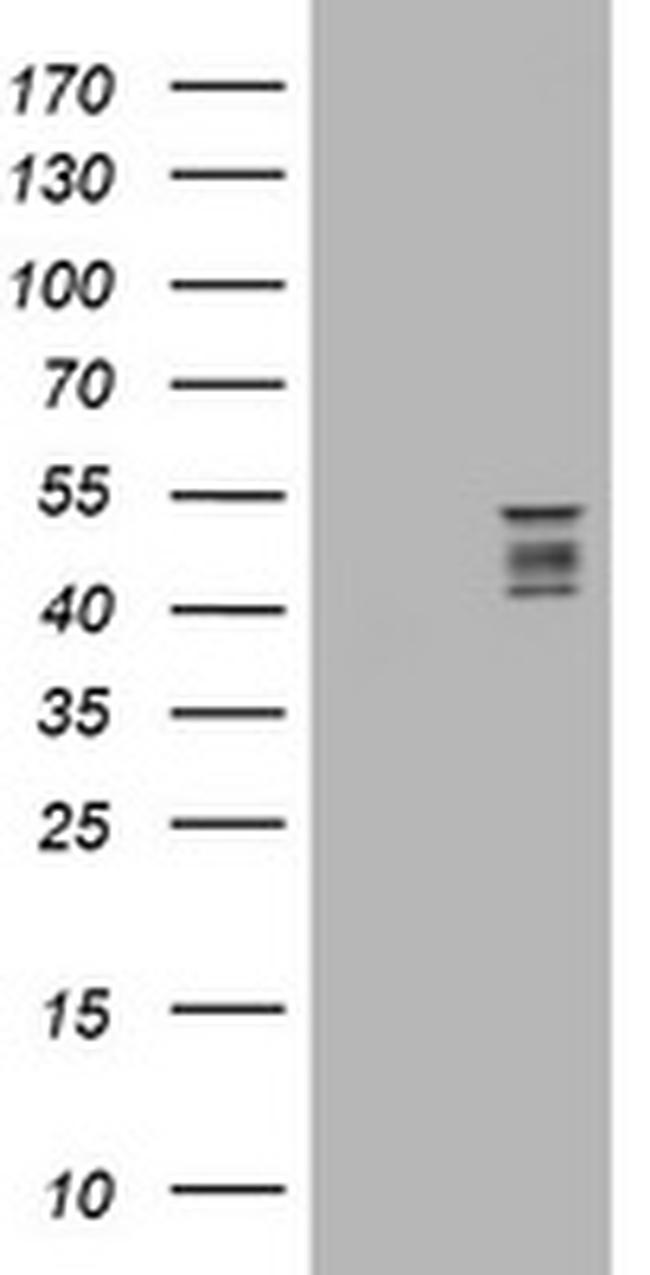 SYT4 Antibody in Western Blot (WB)