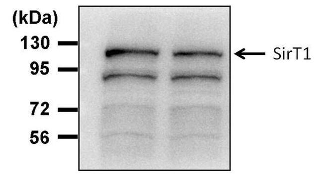 SIRT1 Antibody in Western Blot (WB)