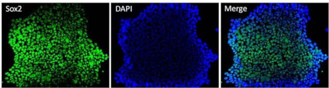 SOX2 Antibody in Immunocytochemistry (ICC/IF)