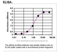 KMT2A/MLL Antibody in ELISA (ELISA)