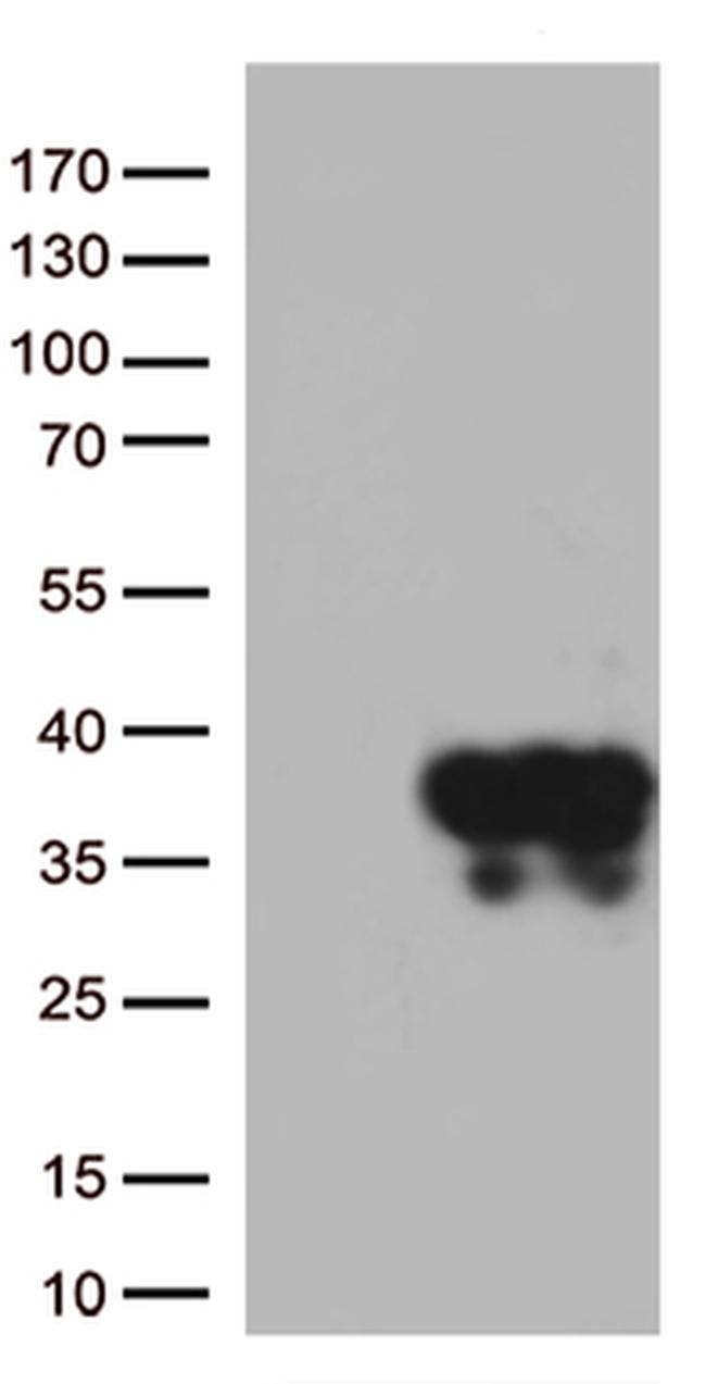 Syntaxin 1a (STX1A) Antibody in Western Blot (WB)