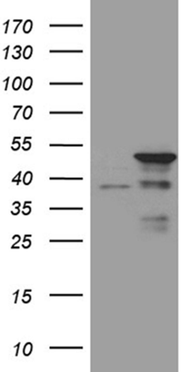 TAF1A Antibody in Western Blot (WB)