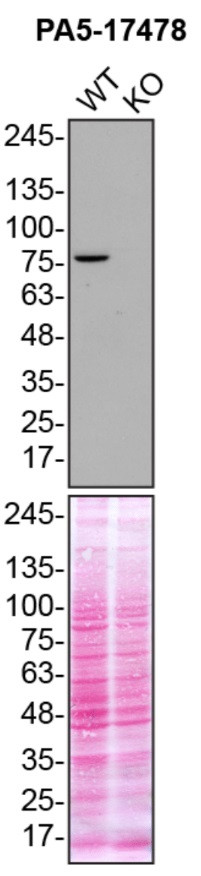 TBK1 Antibody